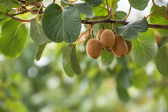 Kiwifruit