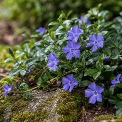 Vinca