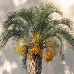 Butia