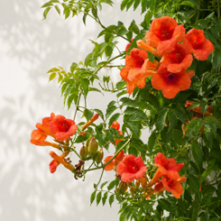 Trumpet Vine