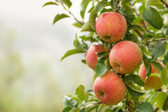 Apples