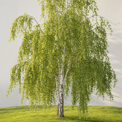 Birch