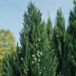 Cypress