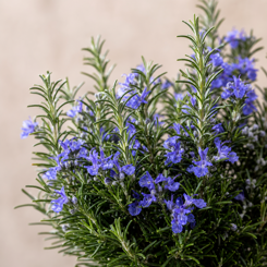 Rosemary