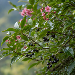 Wineberry