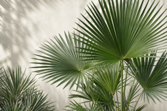 Palms