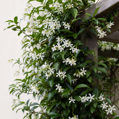 Star Jasmine