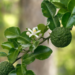 Makrut Lime