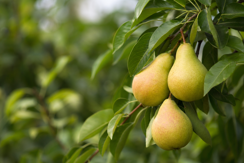 Pears