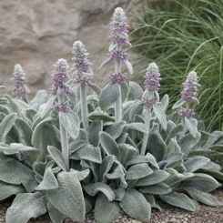 Lamb's Ear