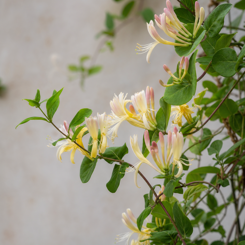 Honeysuckle