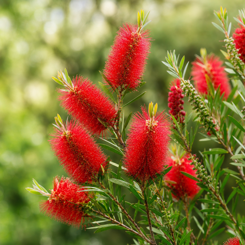 Bottlebrush