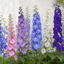 Delphinium