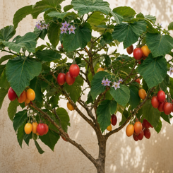 Tamarillo
