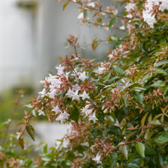 Glossy Abelia