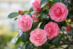 Chinese Camellias