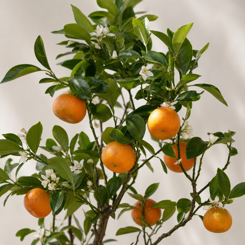 Mandarin