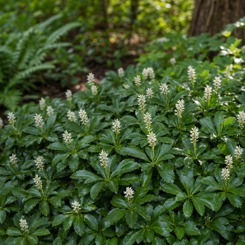 Japanese Spurge