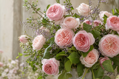 Austin Roses