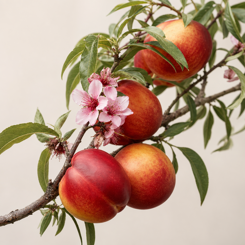 Nectarine