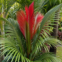 Flame Thrower Palm