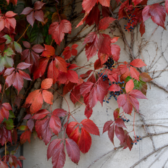 Parthenocissus