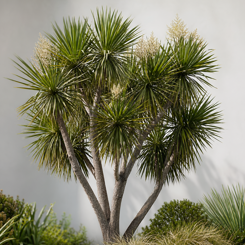 Cabbage Tree
